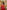 The Red Dress  -  Narayani Adukia 11
